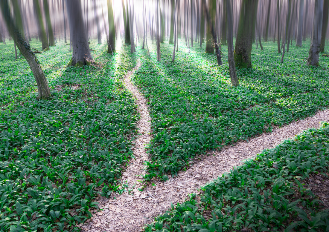 Blumenkohlbrot Morgenroutine Wald Wege Grün