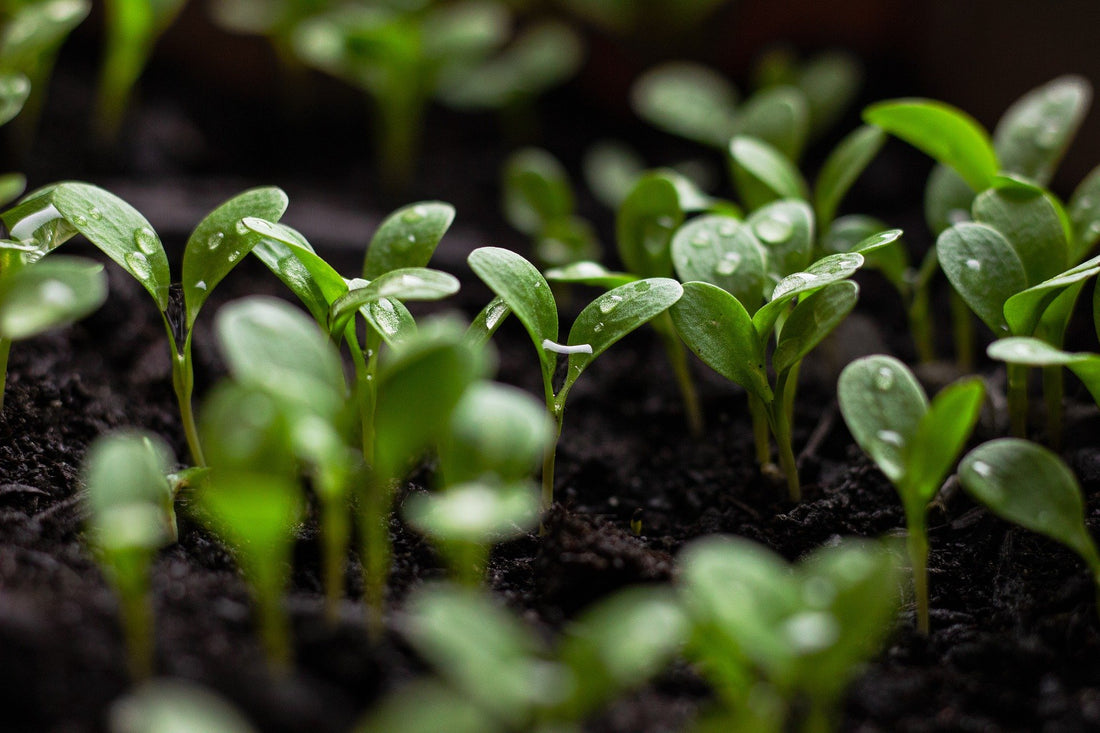 Nachhaltigkeit Ernährung Pflanzen grün Plants