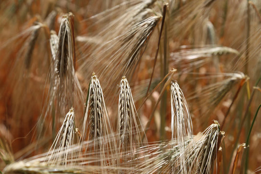Gluten Glutenunverträglichkeit Mythos Weizen